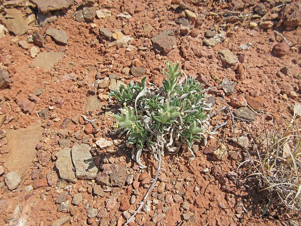 Tawny Cryptantha photo 2