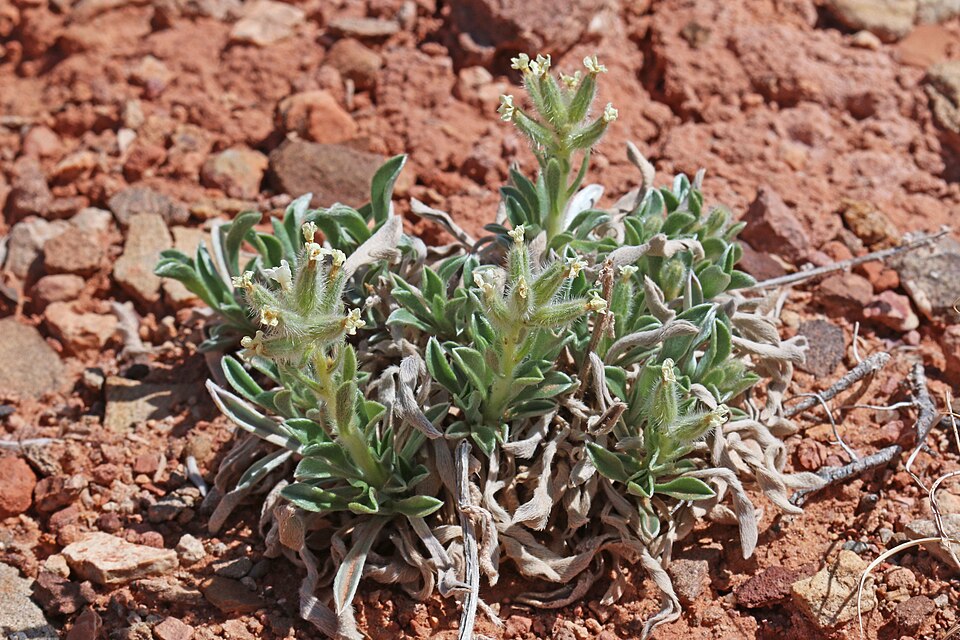 Tawny Cryptantha photo 3