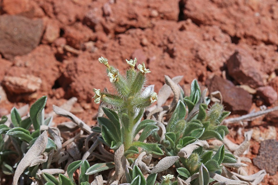 Tawny Cryptantha photo 4