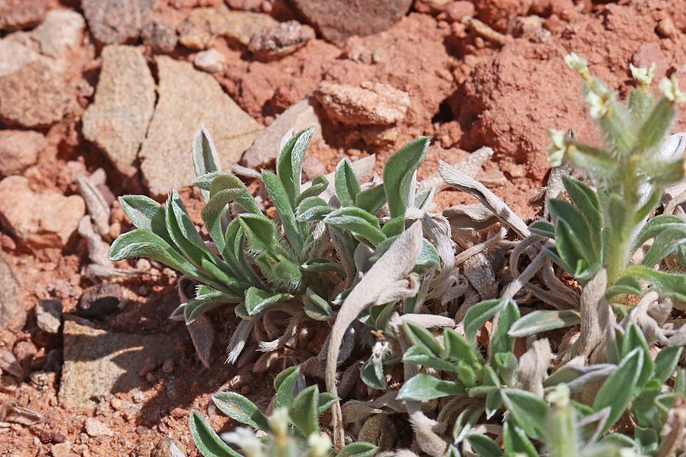 Tawny Cryptantha photo 5