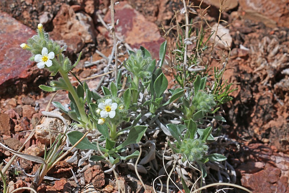 Tawny Cryptantha photo 6
