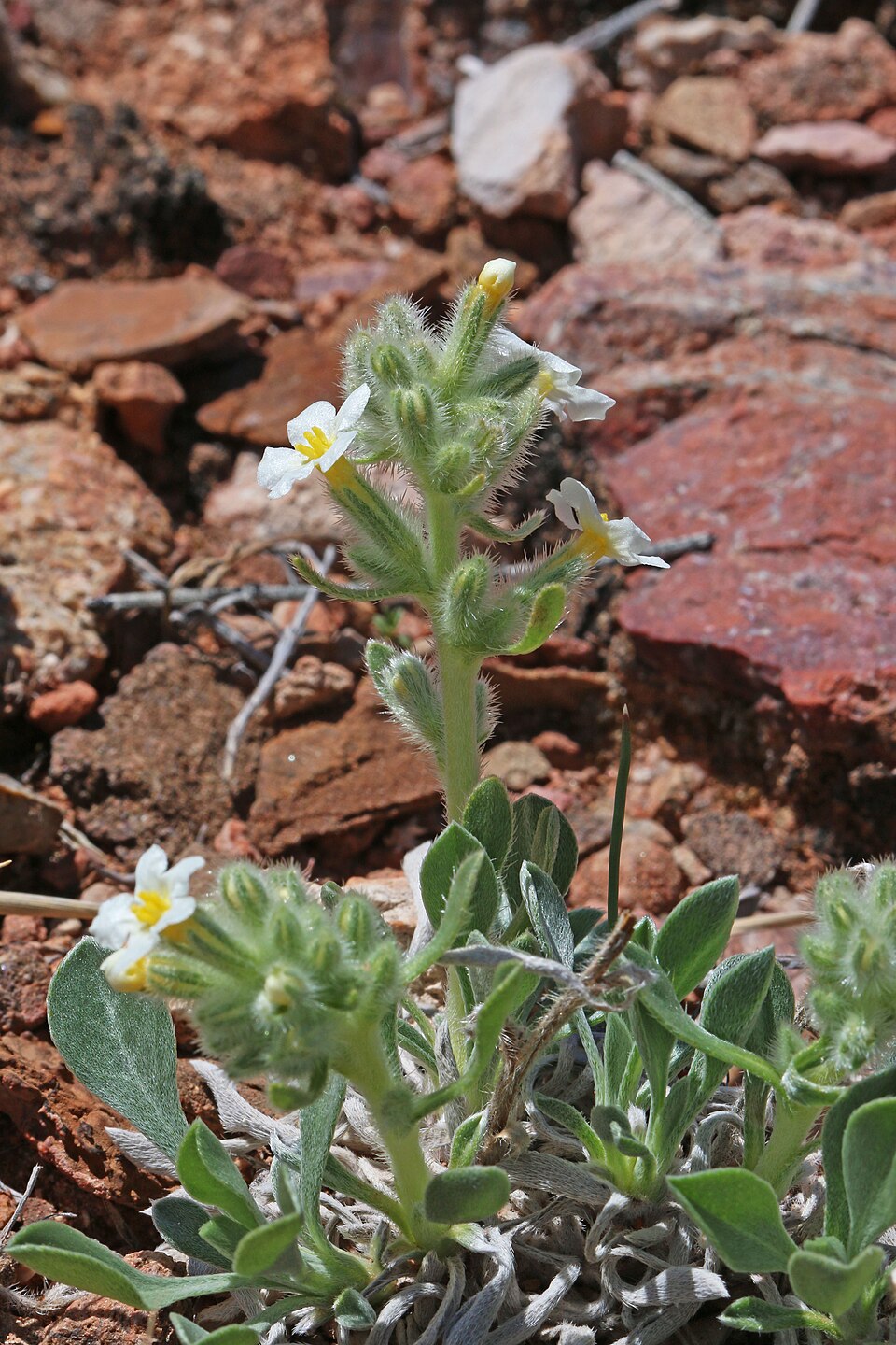 Tawny Cryptantha photo 7