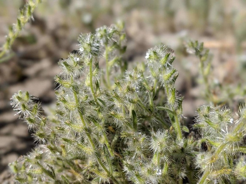 Gander's Cryptantha