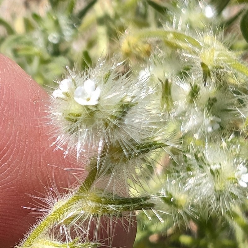 Gander's Cryptantha photo 2