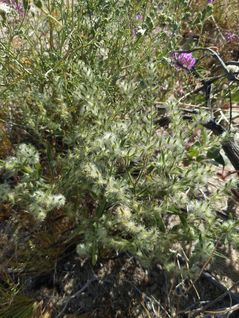 Gander's Cryptantha photo 3