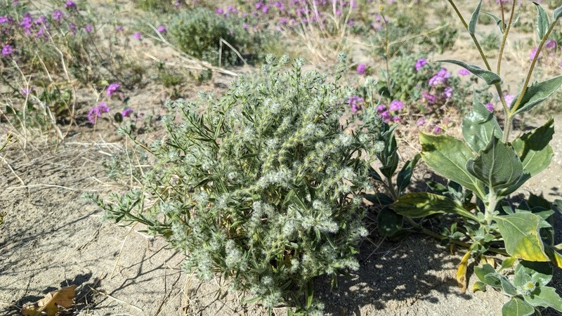 Gander's Cryptantha photo 4