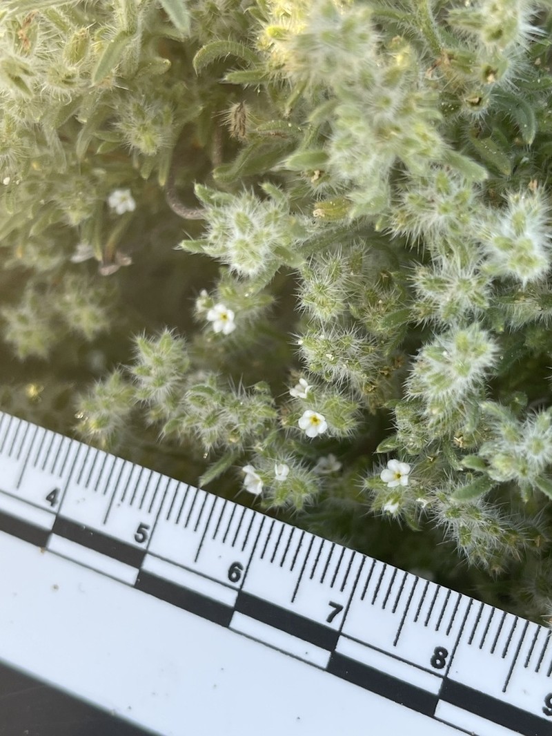Gander's Cryptantha photo 6