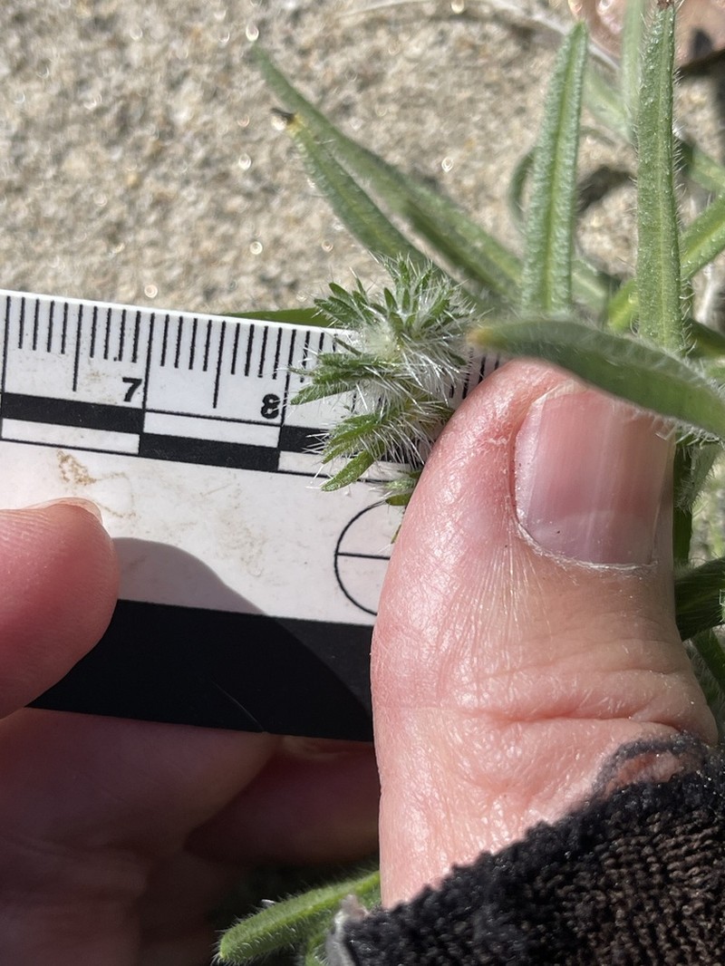 Gander's Cryptantha photo 7