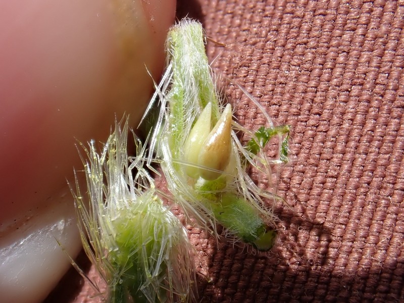 Gander's Cryptantha photo 8