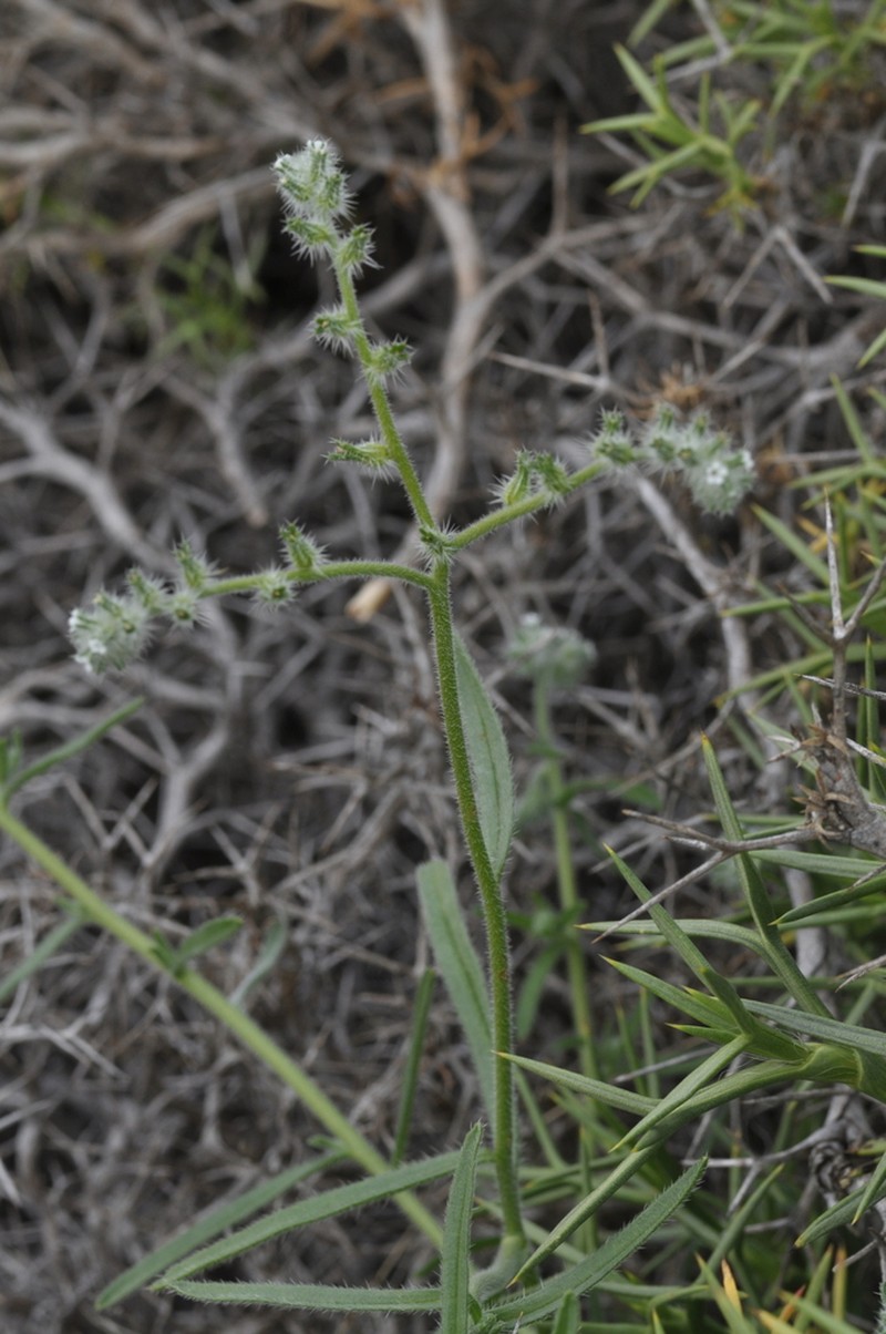 Cryptantha globulifera