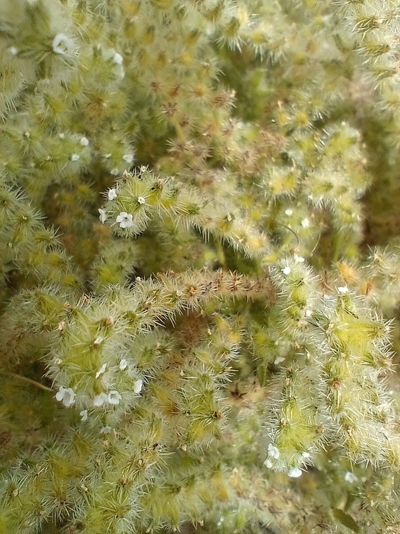 Cryptantha globulifera photo 2
