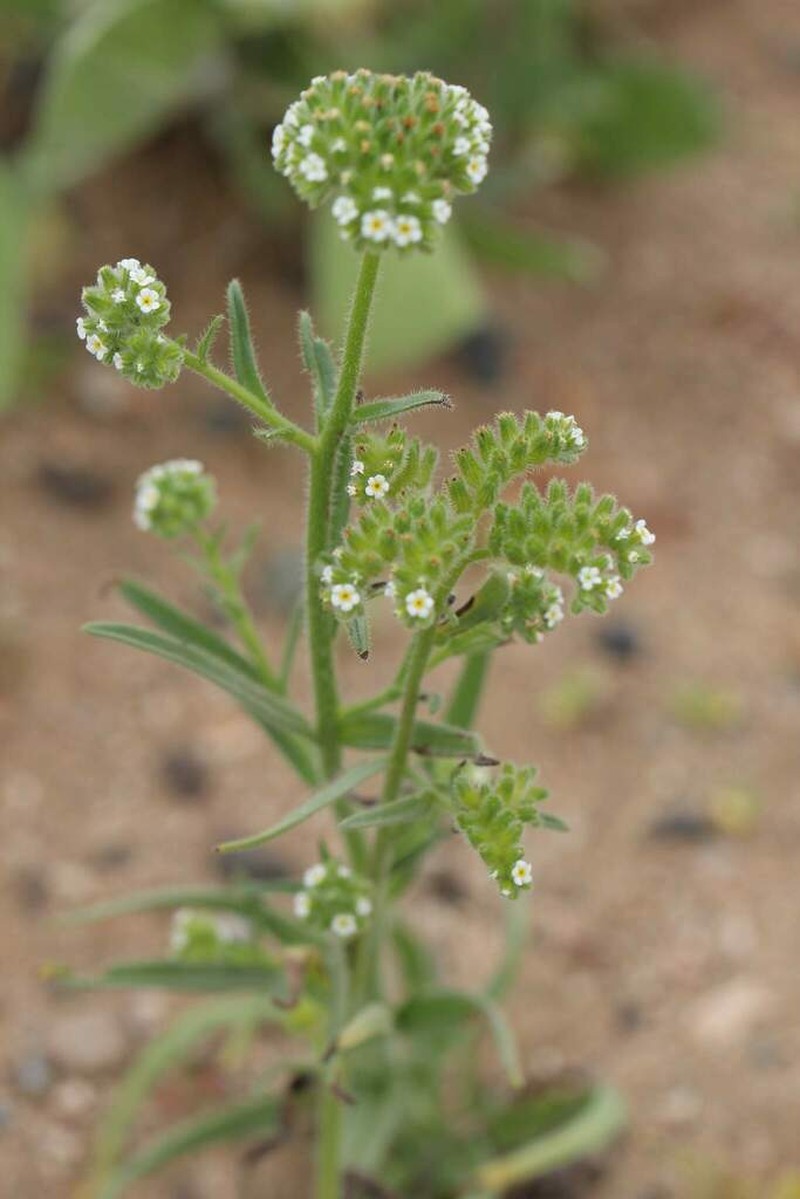 Cryptantha globulifera photo 3