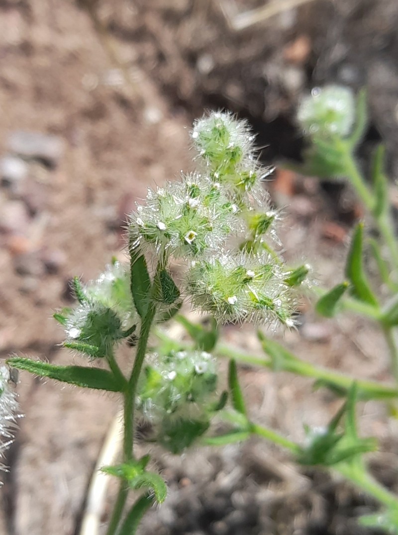 Cryptantha globulifera photo 4