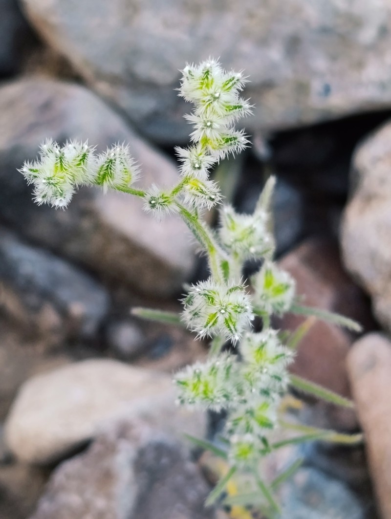 Cryptantha globulifera photo 5