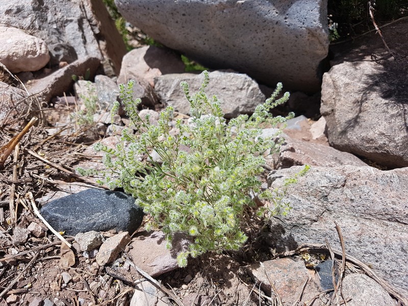 Cryptantha globulifera photo 6