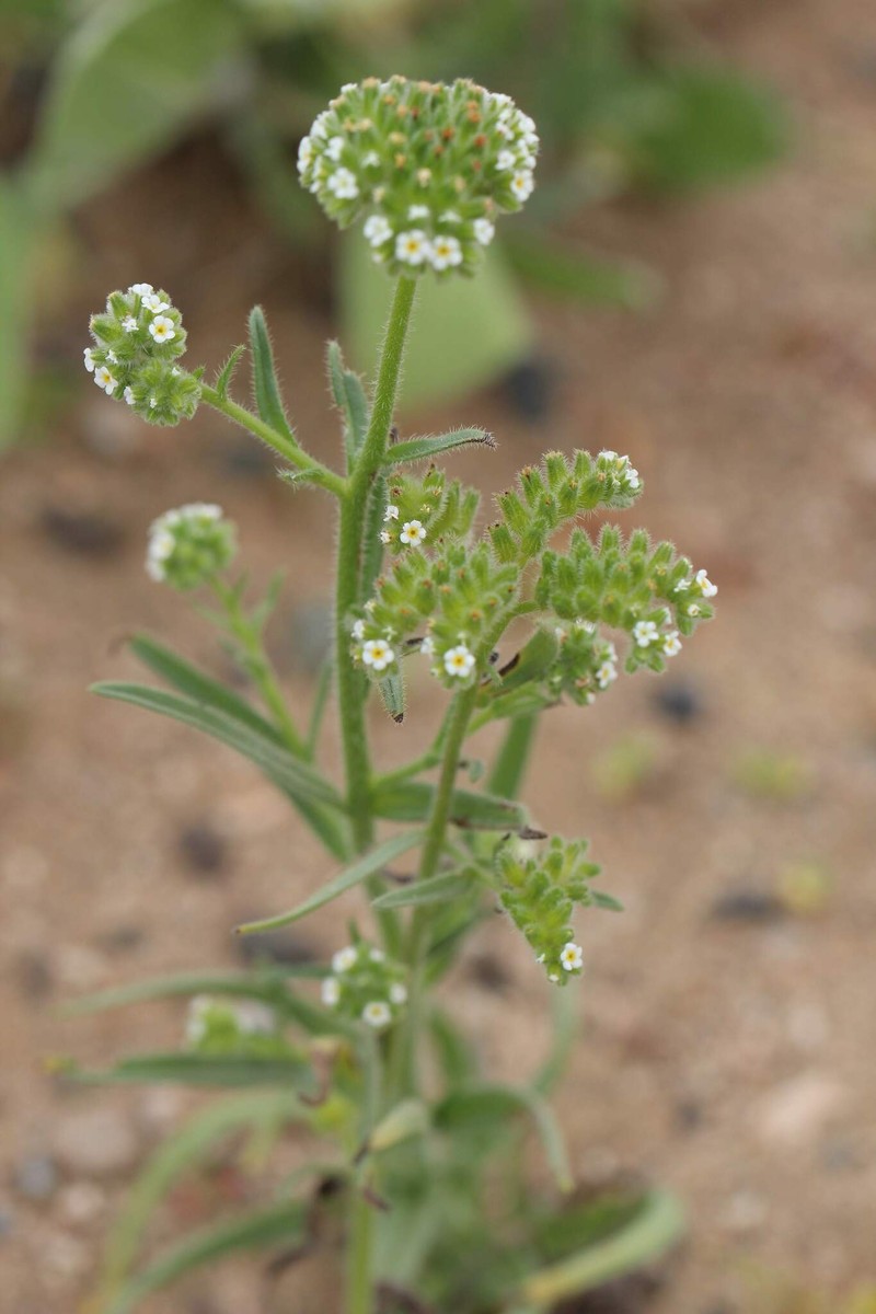 Cryptantha globulifera photo 8