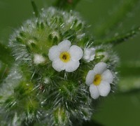 Cryptantha glomerata