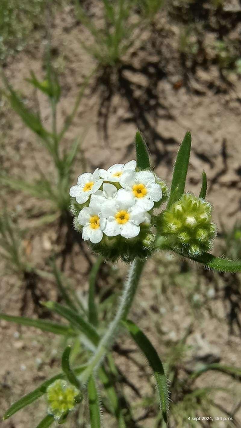 Cryptantha glomerata photo 2