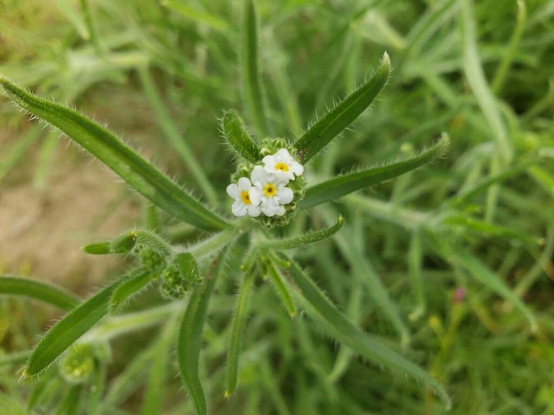 Cryptantha glomerata photo 3