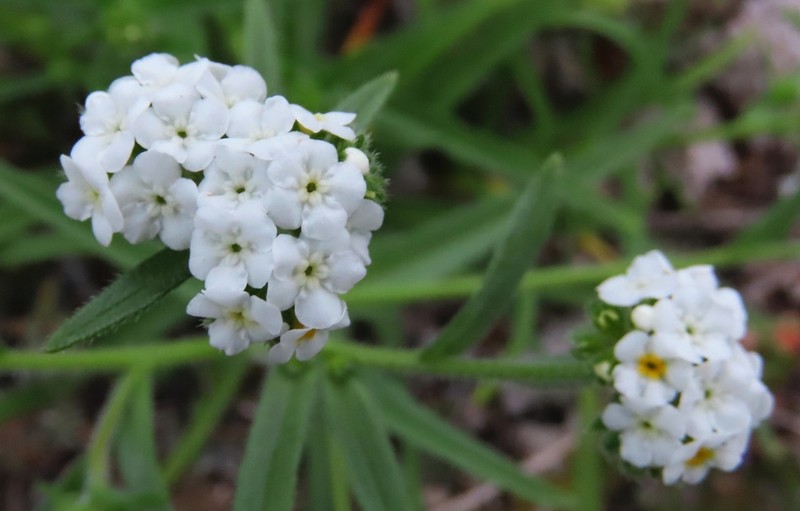 Cryptantha glomerata photo 4