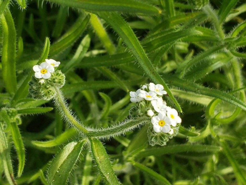 Cryptantha glomerata photo 5