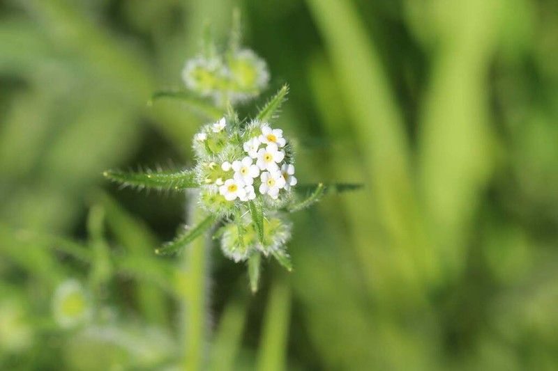 Cryptantha glomerata photo 6