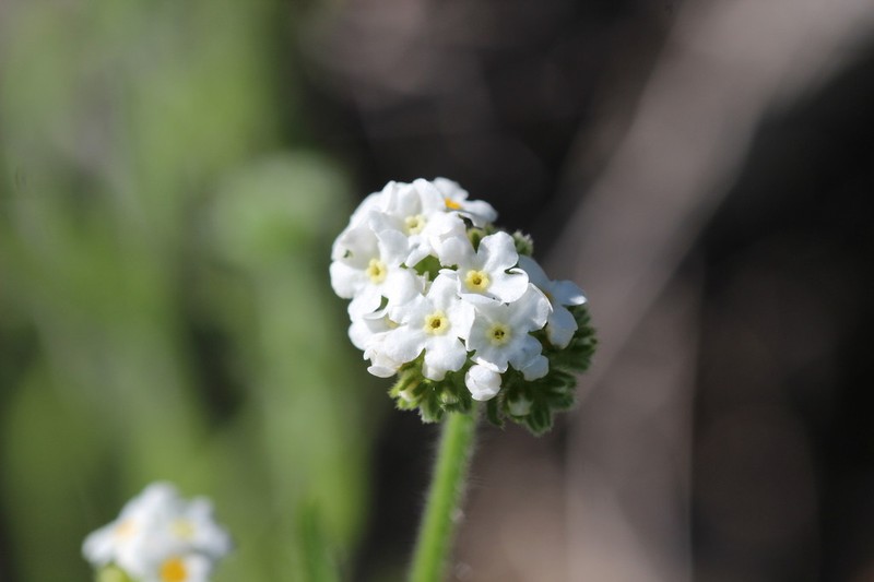 Cryptantha glomerata photo 7