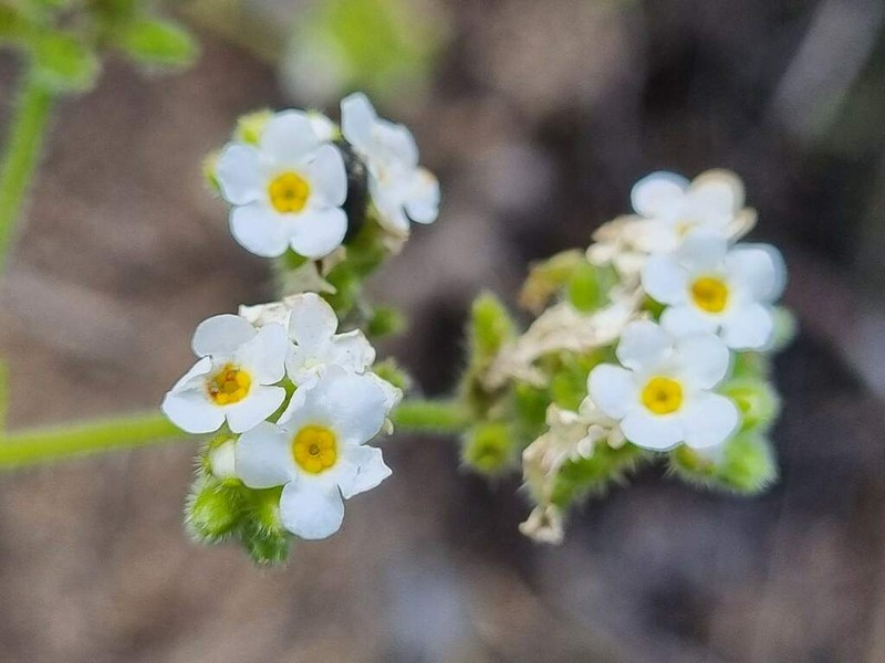 Cryptantha glomerata photo 8