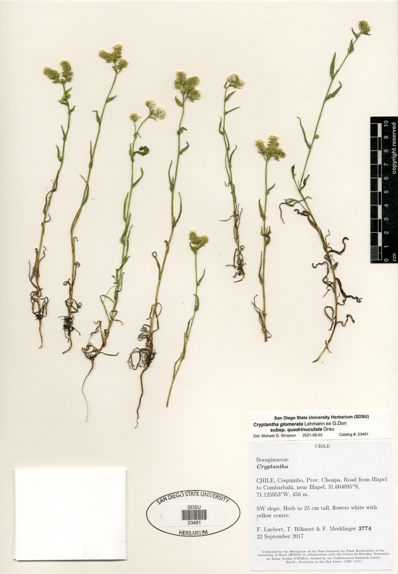 Cryptantha glomerata subsp. quadrinuculata