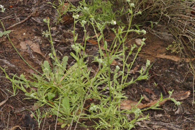 Cryptantha glomerata subsp. quadrinuculata photo 2