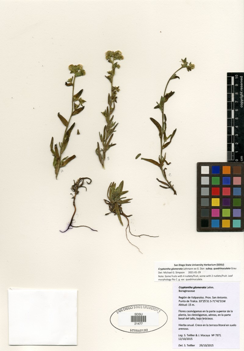 Cryptantha glomerata subsp. quadrinuculata photo 3