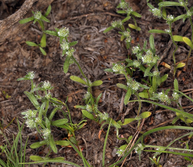 Truckee Cryptantha photo 2