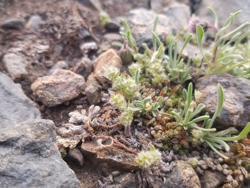 Truckee Cryptantha photo 3