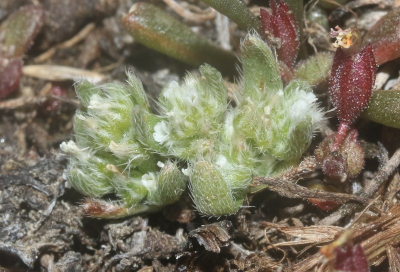 Truckee Cryptantha photo 4