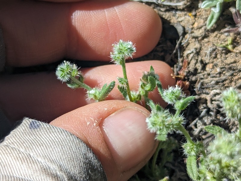 Truckee Cryptantha photo 7
