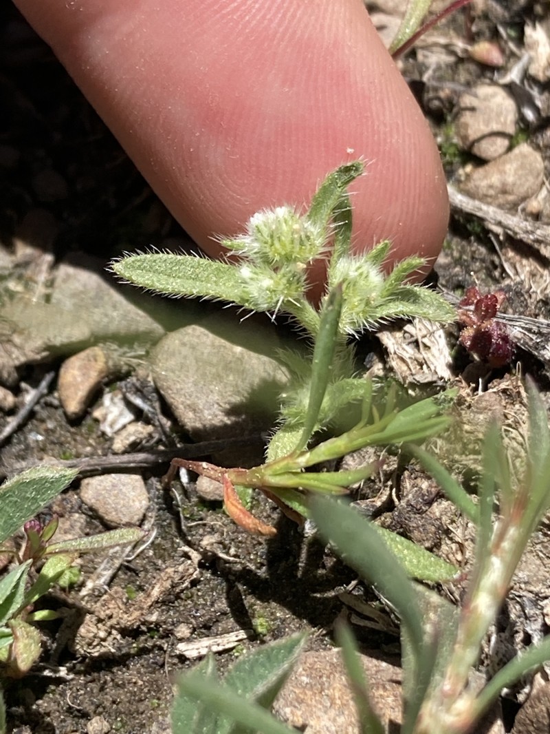 Truckee Cryptantha photo 8