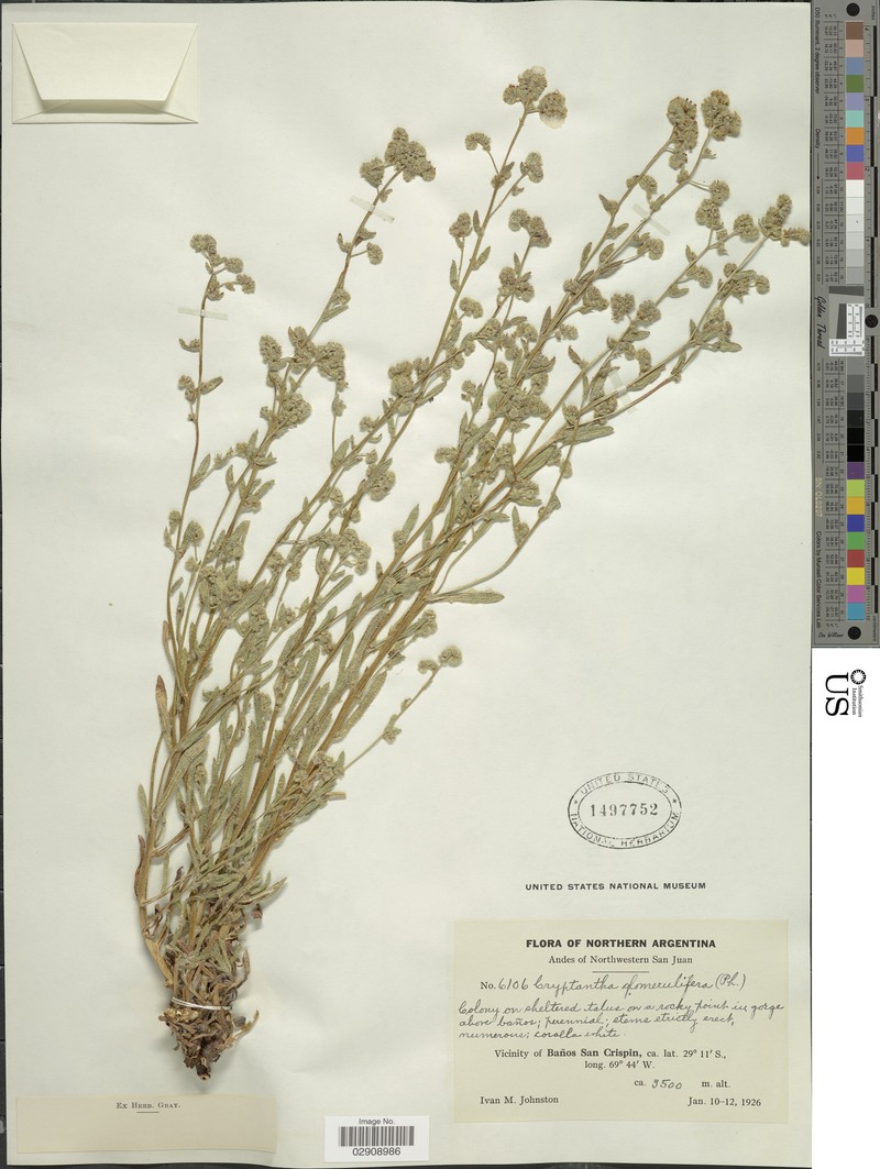Cryptantha glomerulifera