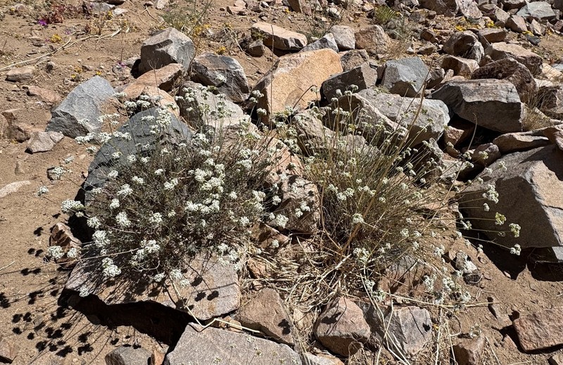 Cryptantha gnaphalioides