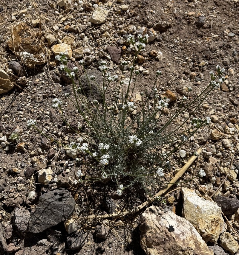 Cryptantha gnaphalioides photo 2