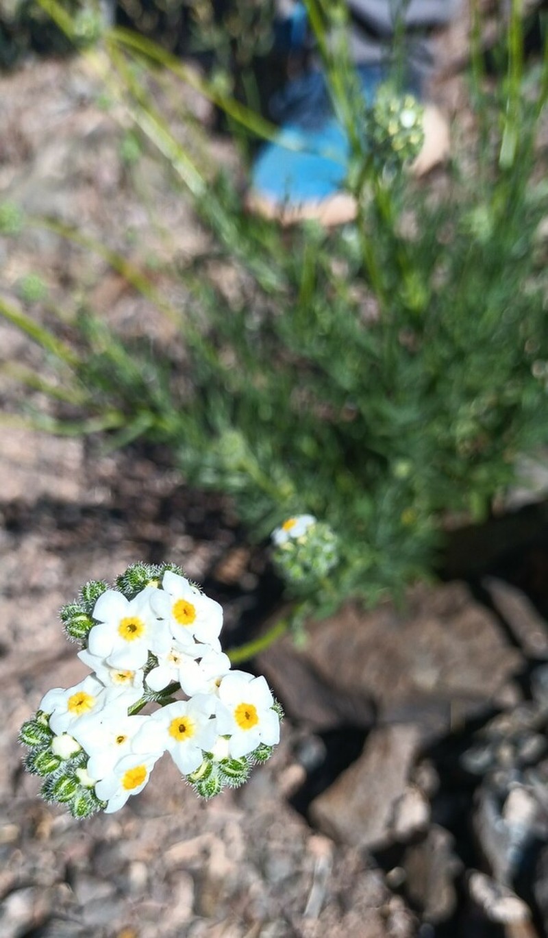 Cryptantha gnaphalioides photo 3