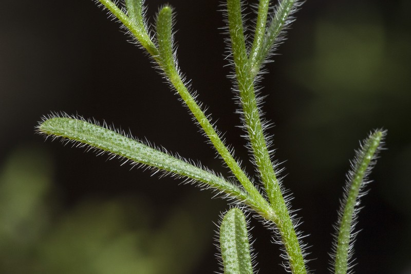 Narrowstem Cryptantha