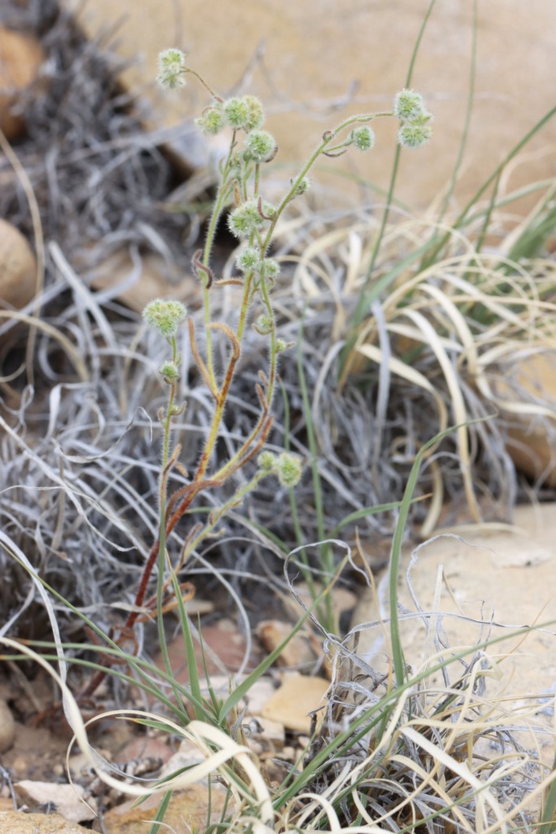 Narrowstem Cryptantha
