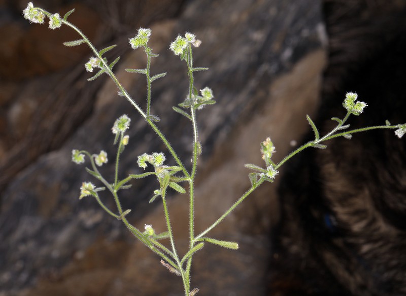 Narrowstem Cryptantha photo 2