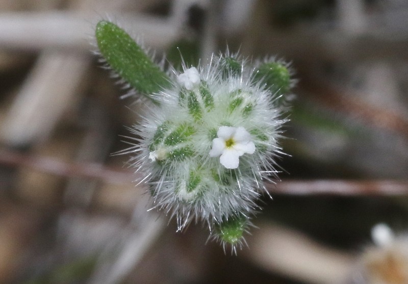 Narrowstem Cryptantha photo 3