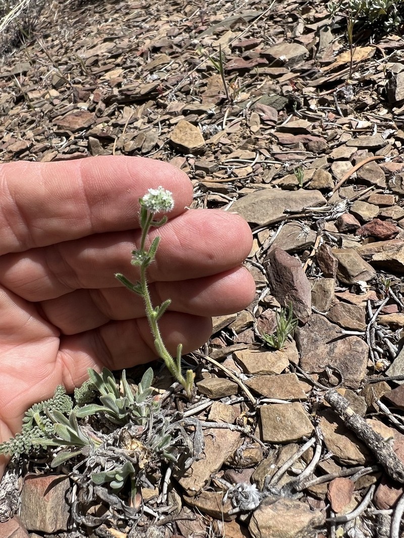 Narrowstem Cryptantha photo 4