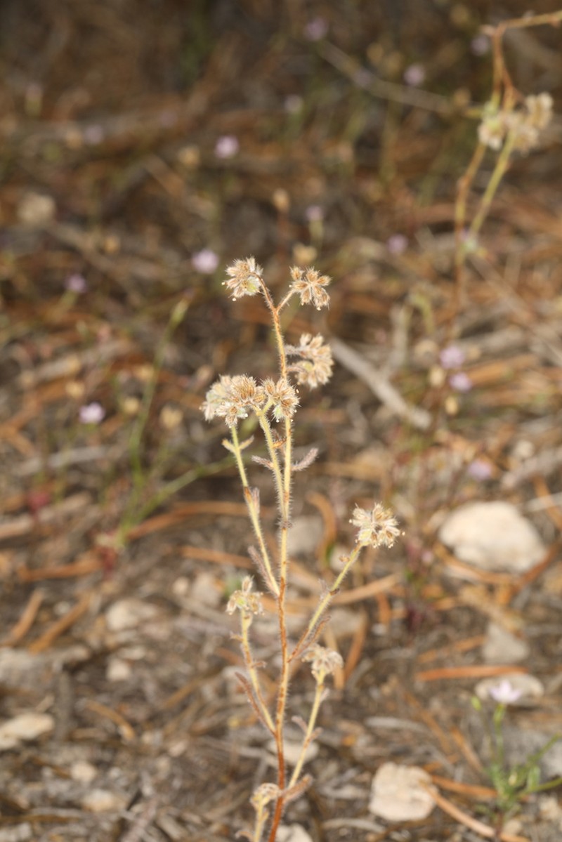 Narrowstem Cryptantha photo 5