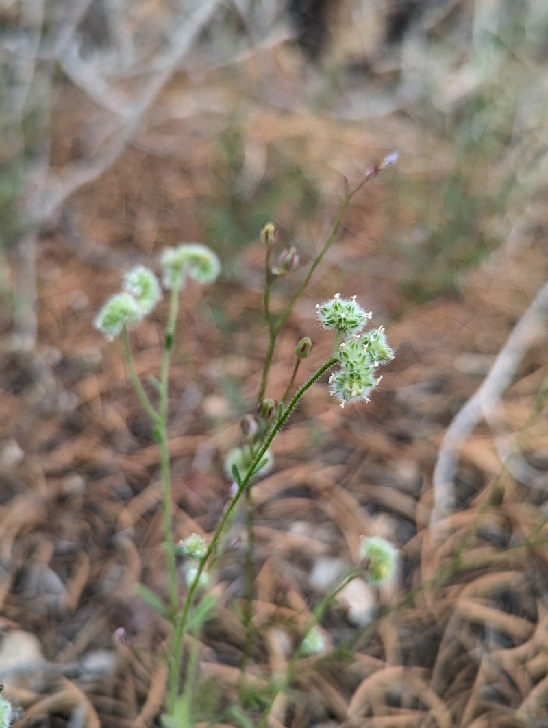 Narrowstem Cryptantha photo 6