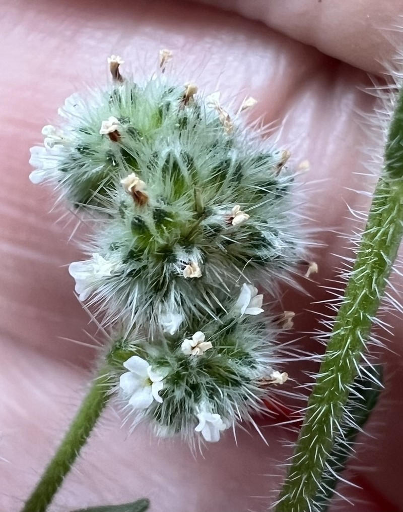 Narrowstem Cryptantha photo 7