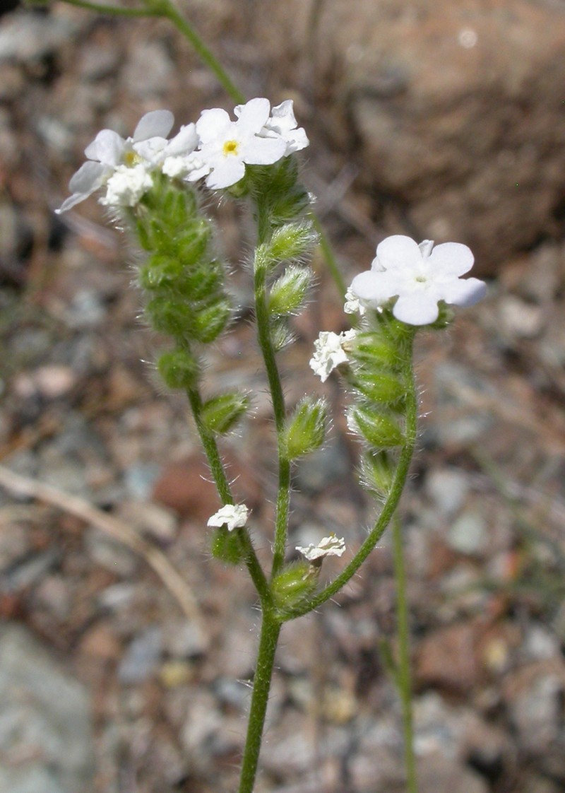 Cryptantha grandiflora photo 4