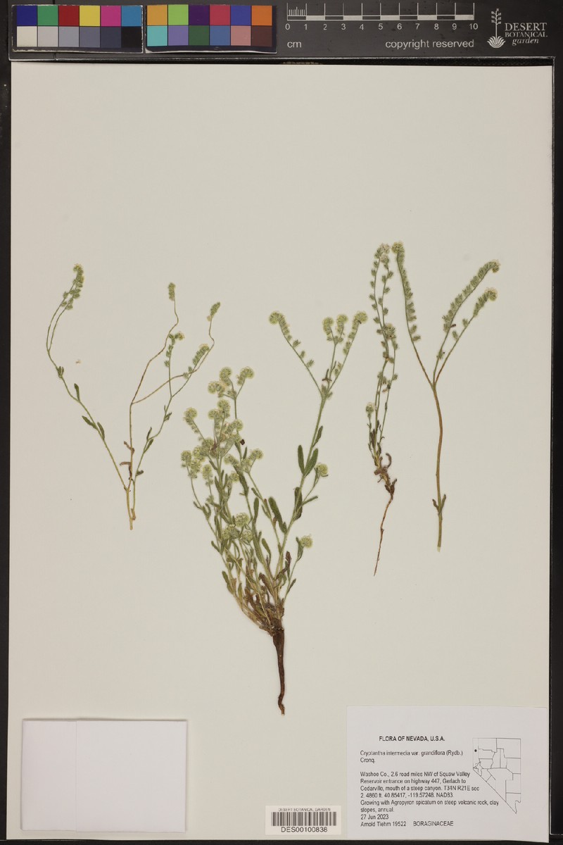 Cryptantha grandiflora photo 5